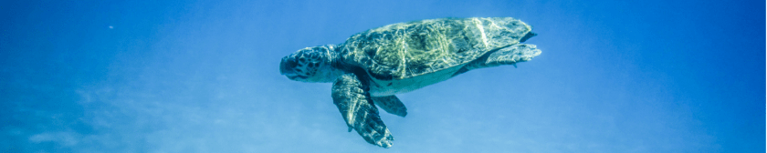 Impact on the Ocean.png