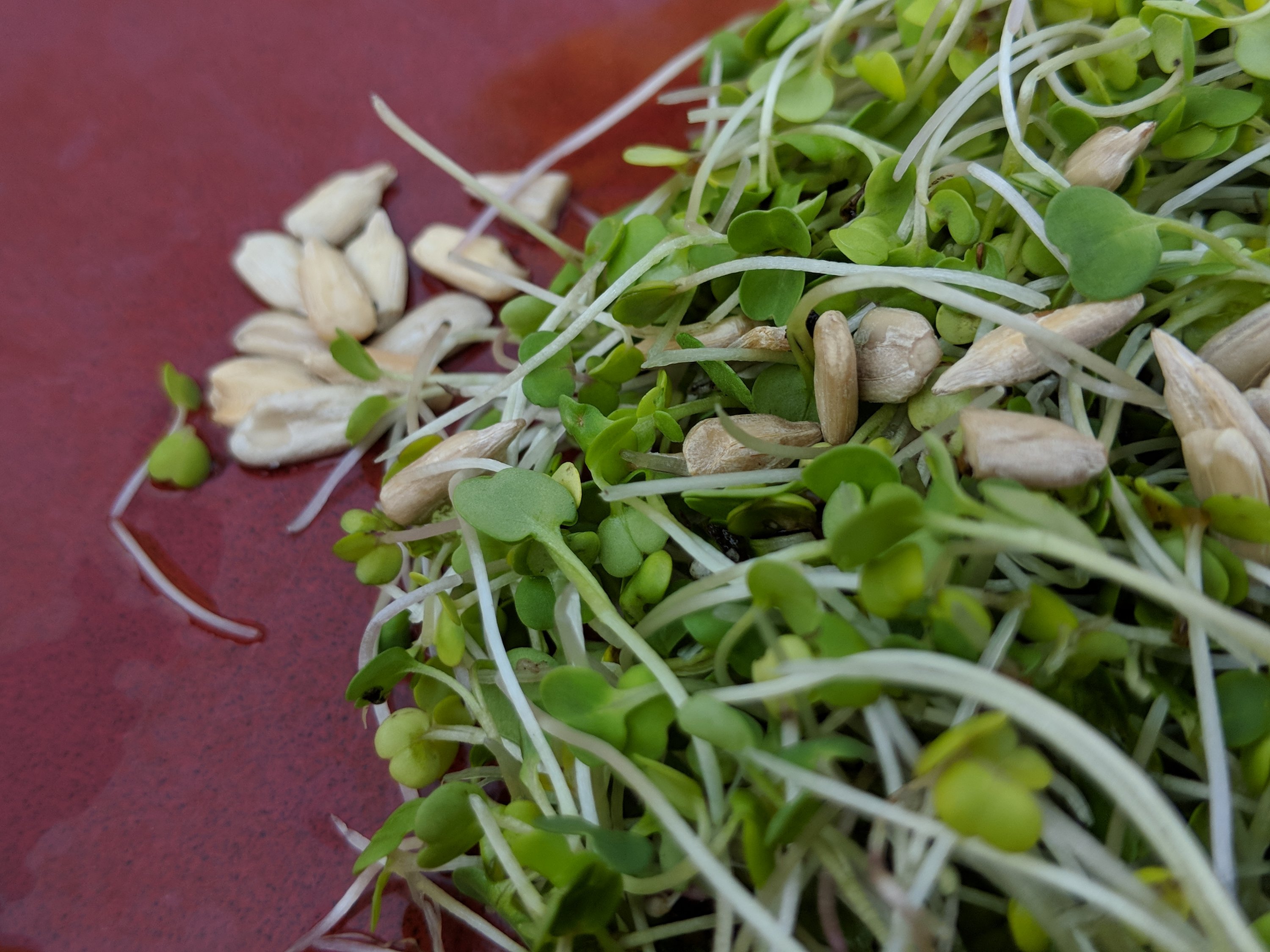 18+ Sunflower Microgreen Salad My Favorite Microgreen Salad – Zero Waste California