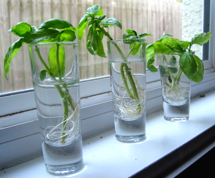 8-herbs-and-vegetables-you-can-regrow-again-and-again-httpwww-regrowing-basil