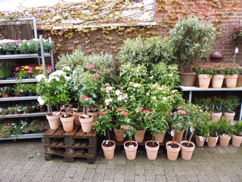 plant-flower-backyard-botany-garden-houseplant-112361-pxhere.com (1)