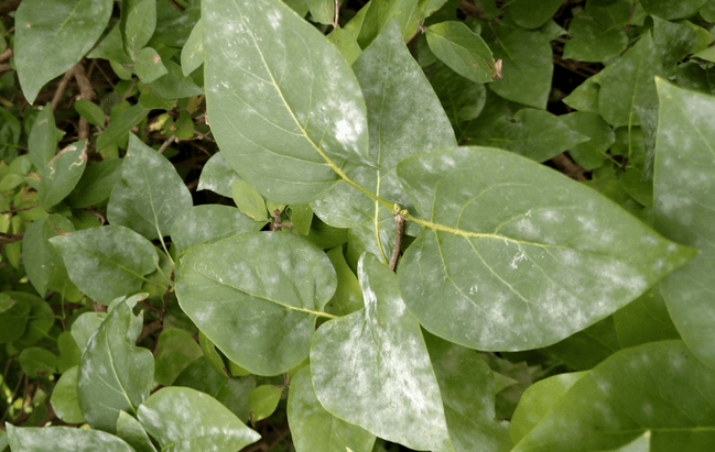 Screen Shot 2019-03-26 at 1.56.15 PM