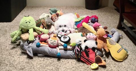 spoiled-dogs-12.jpg