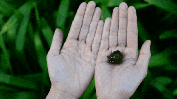 e382ba5fbbc5553ab74768c436151092_original.gif