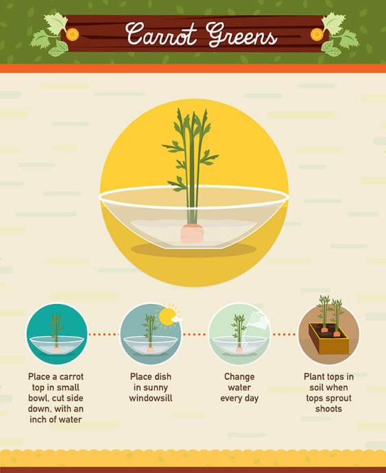 regrow-food-scraps-005