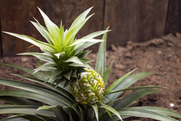 pineapple-643112_1920