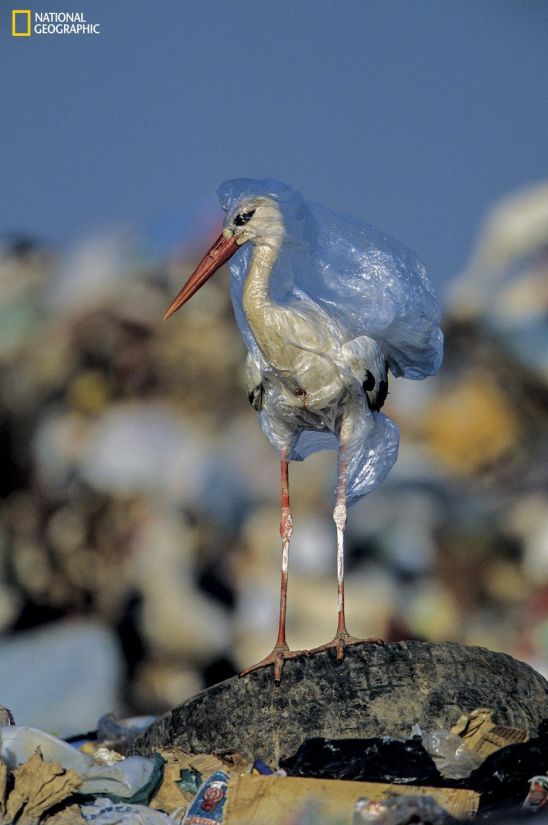 birdplastic