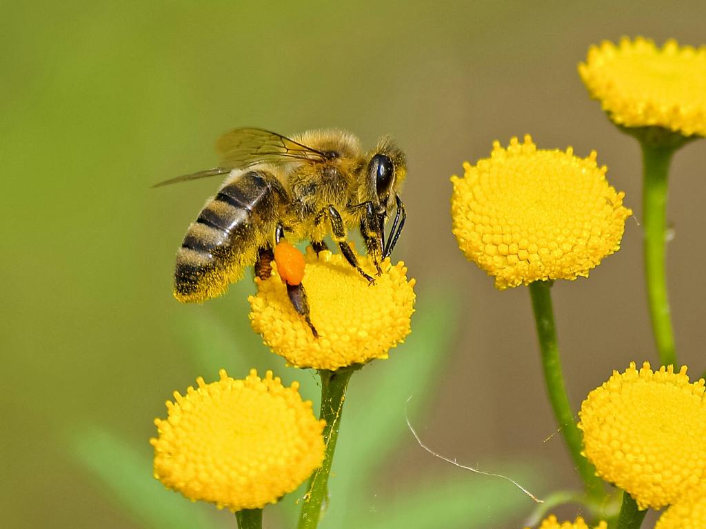 What Colors Are Bees Attracted To